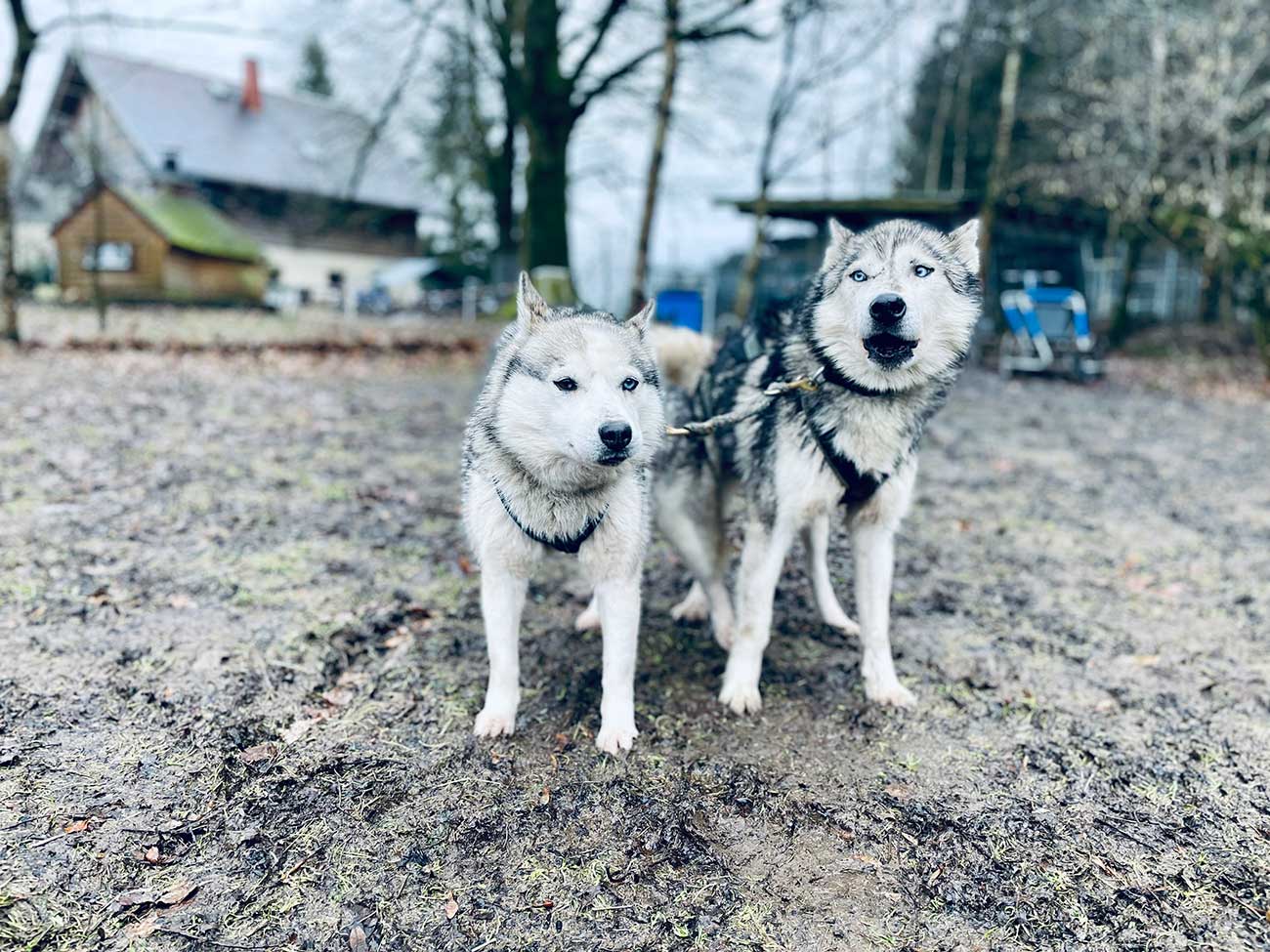 Ein Abenteuer auf vier Pfoten – Unsere Sporttalente erleben eine Huskytour